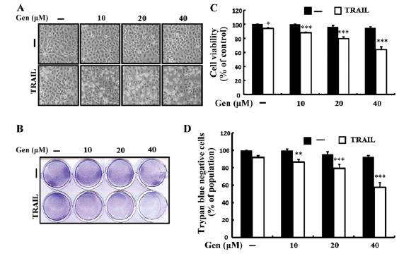 Genistein enhances TRAIL-induced apoptosis in A549 cells.