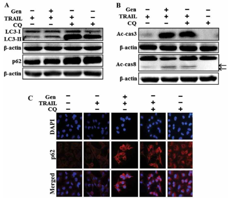 Genistein-mediated enhancement of the TRAIL-induced apoptotic pathway by inhibiting autophagy flux.