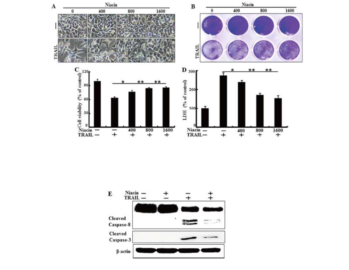 Niacin inhibits TRAIL-induced apoptosis in HCT116 cells.