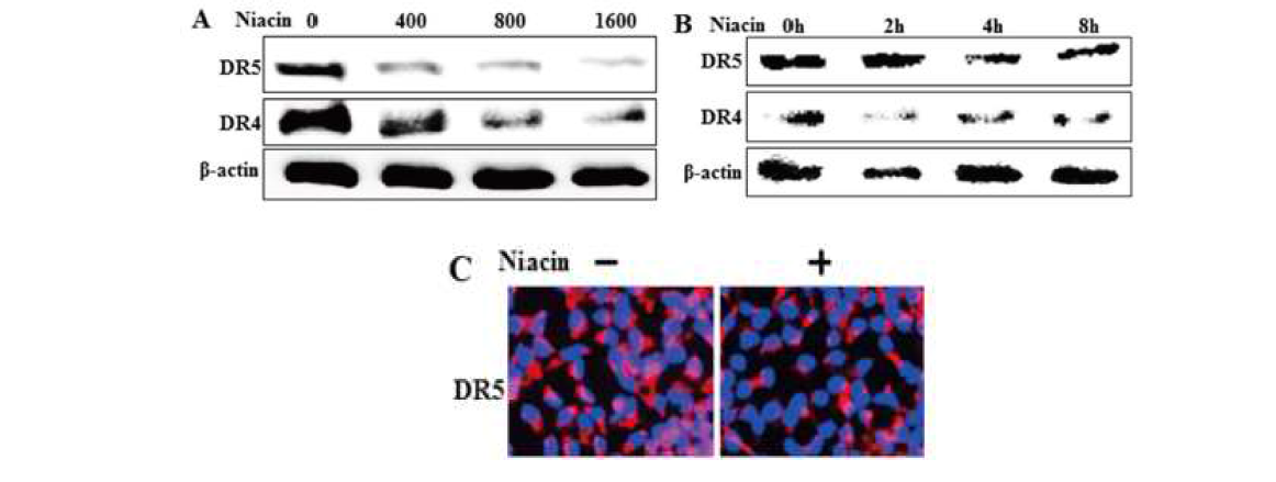 Niacin decreased expression of death receptor protein. A, B.