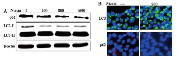 Niacin induced autophagic flux. A.