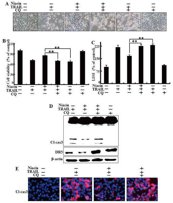 Inhibition of autophagy blocked the protective function of niacin treatment.