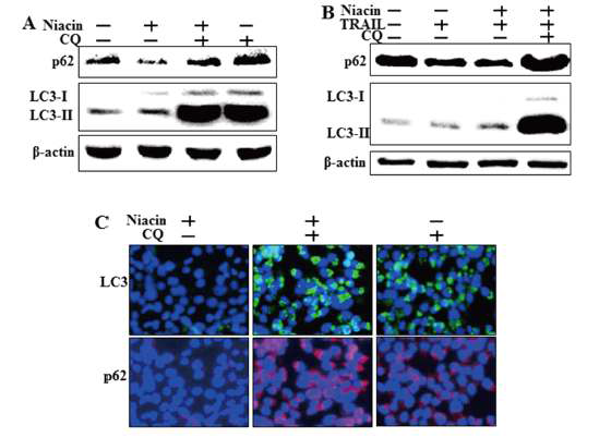 Chloroquine inhibits autophagic flux with or without TRAIL treatment.