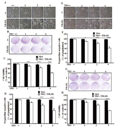 Metformin enhances TRAIL-induced apoptosis in lung adenocarcinoma cells.