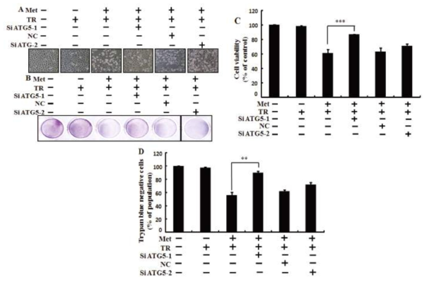 Metformin enhances TRAIL-induced tumor cell death is blocked by genetic autophagy inhibitor.