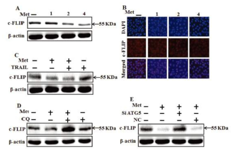 Metformin enhances TRAIL-induced apoptosis through downregulation of c-FLIP.
