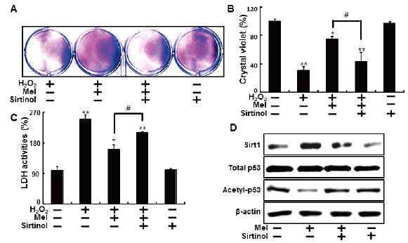 Inhibition of sirt1 activation by sirtinol reduced protective effects by melatonin against hydrogen peroxide.