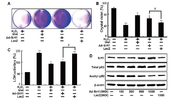 Overexpression of sirt1 increased protective effects against hydrogen peroxide in human keratinocytes.