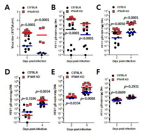 (A) Infectious viral shedding in primary target tissues. Infectious virus titer was measured by plaque assay using vaginal lavages collected at the indicated dpi. (B-F) Viral burden in target and lymphoid tissues. Viral burden in vaginal tract (D), iliac LN (E), spleen (F), spinal cord (G), and brain (H) of BL/6 or IFNAR KO mice infected i.vag. with HSV-1 was assessed by real-time PCR at the indicated dpi. The viral burden was expressed as viral DNA copy number per microgram of genomic DNA. Each symbol represents the levels of an individual mouse; the horizontal line indicates the median of each group.