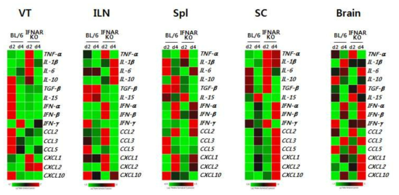 IFN-I signaling is essential to establish early orchestrated expression of cytokines and chemokines in primary inflammation tissues.