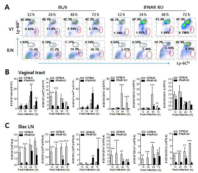 IFN-I signaling is essential to induce the rapid and concerted recruitment of Ly-6Chi monocytes and CD11c+ DCs in mucosal and draining LN tissues.