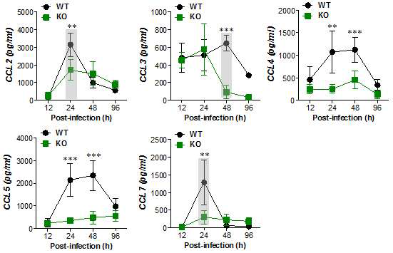 Sequential responses of chemokines in response to mucosal infection with HSV-1.