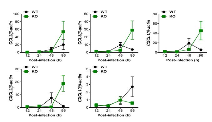 IFNs-I signal pathway의 급성바이러스 감염에 의한 spinal cord내 chemokine mRNA 발현에 대한 영향.