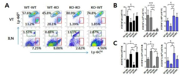 IFN-I signaling on infiltrated leukocytes derived from HSC lineage is required for normal recruitment of CD11b+Ly-6Chi monocytes, but not NKcells.