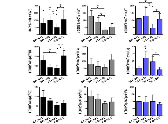 CCL2의 hematopoietic stem cell(HSC)과 resident cell의 CD11b+Ly-6Chigh monocyte infiltration에 대한 공헌 분석.