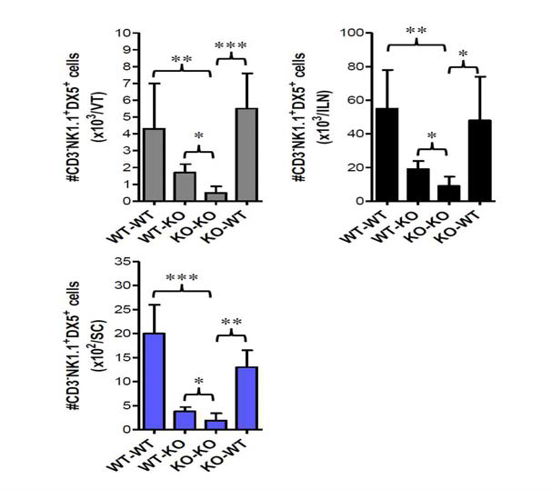 CCL2의 hematopoietic stem cell(HSC)과 resident cell의 NK 세포 infiltration에 대한 공헌 분석.