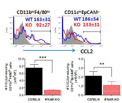 Regulation of CCL2 and CCL3 production from CD11bhiF4/80hi macrophages and CD11chiEpCAM+ DCs by IFN-I signaling.