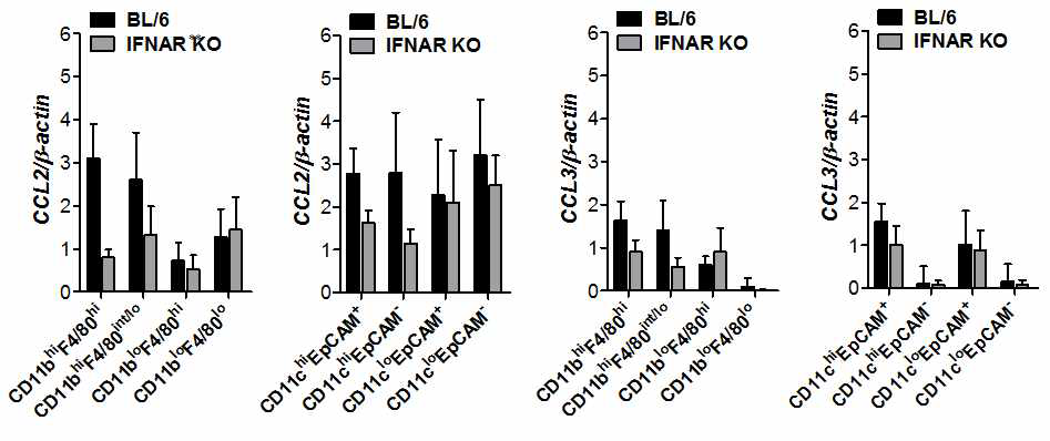 Critical role of IFN-I signaling on resident CD11bhiF4/80hi macrophages and CD11chiEpCAM+ DCs in the production of initial CCL2 protein for early migration of CD11b+Ly-6Chi monocytes.