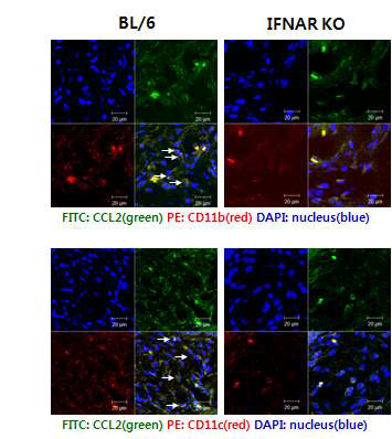 Confocal microscopic analysis of early CCL2 production by resident CD11b+ macrophages and CD11c+ DCs.