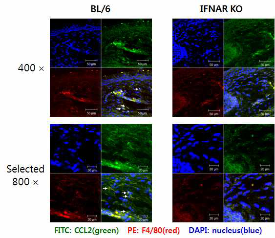 Confocal microscopic analysis of early CCL2 production by resident F4/80+ macrophages.