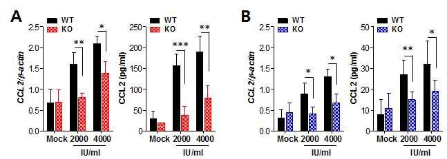 Essential role of IFN-I signaling in the production of CCL2 protein from CD11bhiF4/80hi macrophages and CD11chiEpCAM+ DCs. Vaginal CD11bhiF4/80hi macrophages