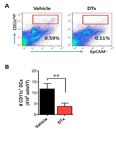 Vaginal tract내 CD11c+ DC의 depletion 점검.