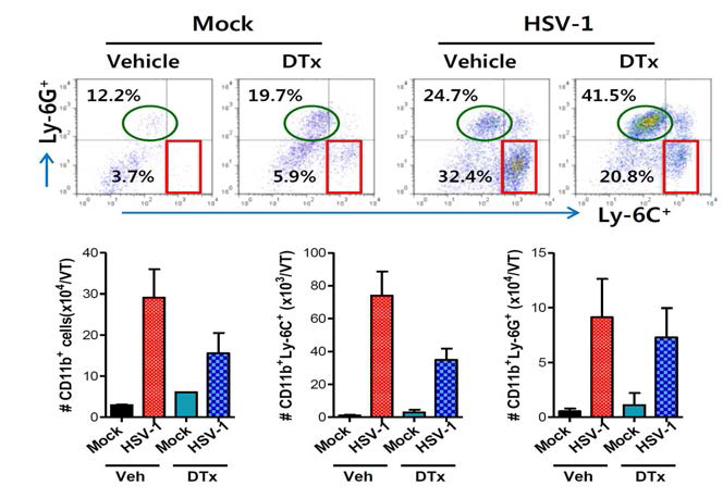 CD11c+ DC의 CD11b+Ly-6Chigh monocyte의 infiltration 영향 분석.
