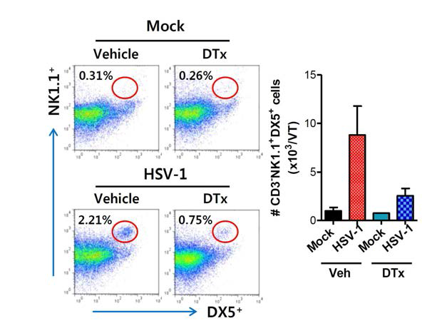 CD11c+ DC의 NK 세포의 infiltration 영향 분석.