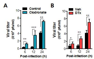 Viral replication in vaginal tract of mice depleted for CD11bhiF4/80hi macrophages and CD11chi DCs.