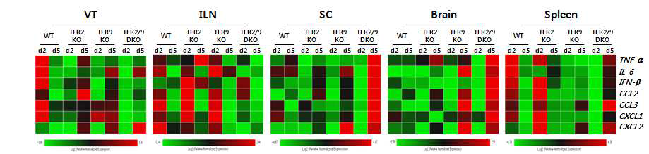 TLR signal pathway의 바이러스 점막 감염에 대한 사이토카인/케모카인 발현 분석.