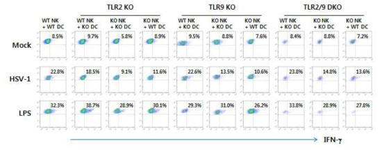 TLR signal pathway의 NK-DC crosstalk에 대한 영향 분석. TLR2 KO, TLR9 KO 및 TLR2/9 DKO 로부터 분리된 Nk 및 DC를 co-culture 후 IFN-g의 생산을 통하여 NK 세포의 활성을 분석