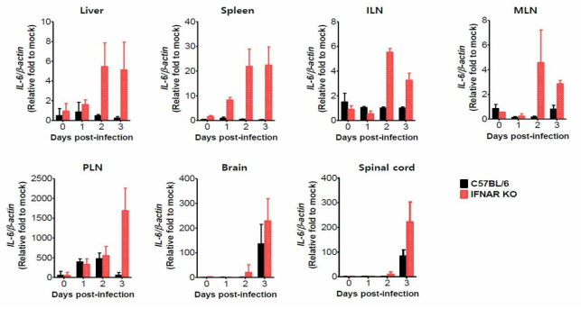 IFN-I signal pathway에 의한 일본 뇌염바이러스 감염 후 조직내 IL-6발현 현상 영향 분석