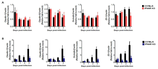 IFN-I signal pathway의 일본 뇌염바이러스 감염 진행에 따른 tight junction molecule의 중추신경계 (A) 및 간조직 (B)에서의 발현에 대한 영향 분석