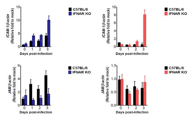 IFN-I signal pathway의 일본 뇌염바이러스 감염 진행에 따른 adhesion molecule의 간조직 (Left) 및 중추신경계 (Right)에서의 발현에 대한 영향 분석