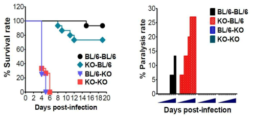 IFN-I signal pathway의 BM chimera이용한 일본 뇌염바이러스 감염에 대한 감수성 변화 분석