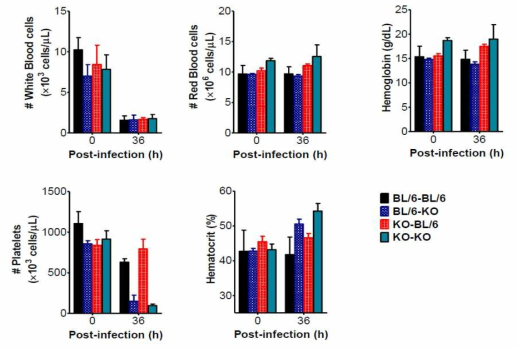 IFNAR KO의 BM chimera를 이용한 viral hemorrhage 진행에 따른 IFN-I signal pathway의 viral hemorrhage관련 parameter분석