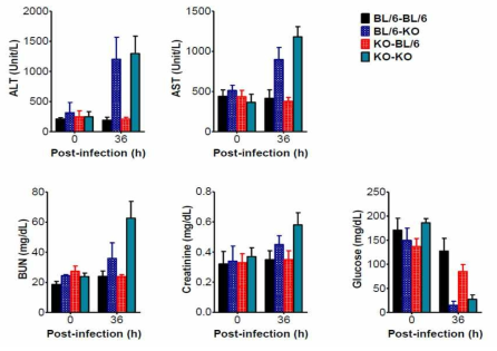 IFNAR KO의 BM chimera를 이용한 viral hemorrhage 진행에 따른 IFN-I signal pathway의 viral hemorrhage관련 parameter분석 (간 및 신장 기능 분석)