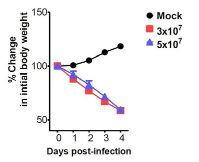 Dengue virus D2S10 감염에 의한 IFNAR.GR DKO 마우스의 morbidity 분석