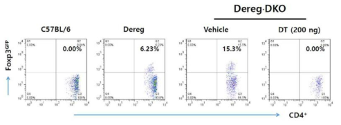 제작된 Dereg.DKO 마우스의 CD4+Foxp3+ Treg의 제어기반 dengue hemorrhage fever에서의 Treg기능 연구 모델 정립