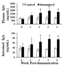 Plasma IgG and intestinal secretory IgA immune responses against an SG-specific OMP antigen in chickens immunized with the LTB-secreting Salmonella Gallinarum vaccine candidate, JOL1355.