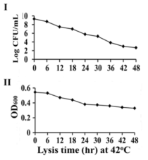 Immunoblot of JOL1373 cells grown in the presence or absence of L-Arabinose.