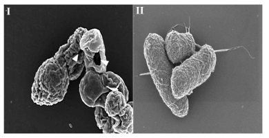 Scanning Electron Microscopic analysis of Salmonella Enteritidis ghost produced from JOL1373.