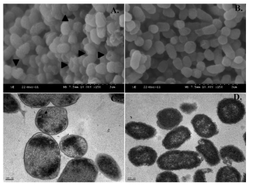 Evaluation of Salmonella Gallinarum ghosts (JOL1291) and Salmonella Gallinarum (JOL967) by SEM (A and B) and TEM (C and D).