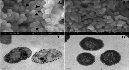 Evaluation of Salmonella Gallinarum ghosts (JOL1277) and Salmonella Gallinarum (JOL394) by SEM (A and B) and TEM (C and D).