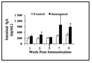 Levels of secretory IgA against ST-specific antigens were measured in intestinal wash samples from chickens immunized with JOL919.