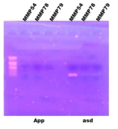 PCR identifications of MMP54, 78 and 79.