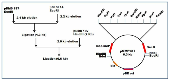 Strategy for construction of a new conjugational vector system with pBR ori.