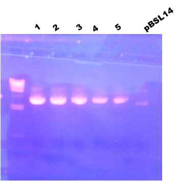 DNA mini preps of Top10 [pBSL14::sacB].