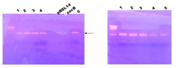 Restriction enzyme reactions and elutions of pMMP280 and RP4.