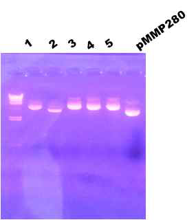 DNA preps of Top10 [pMMP280::RP4].